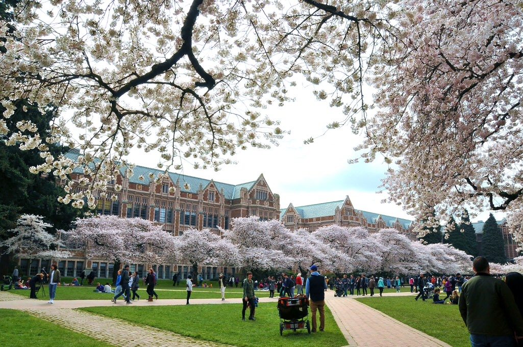 2017 Best University Of Washington Cherry Blossoms Photographs