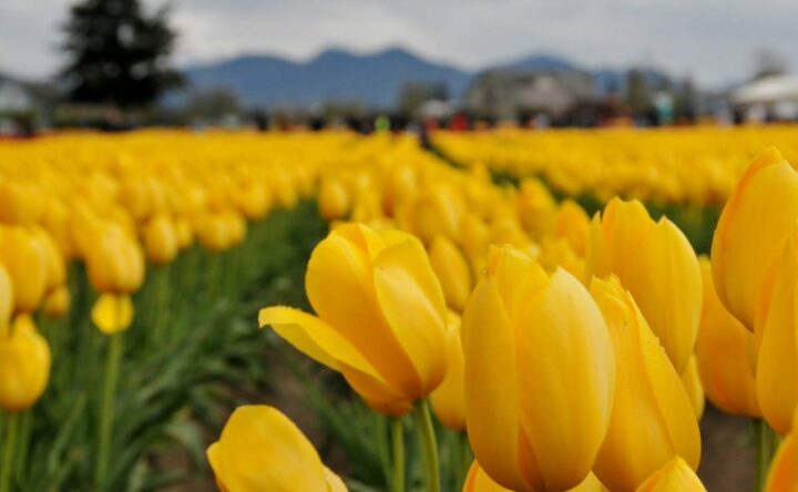 Skagit tulips, Skagit Washington, travel photography