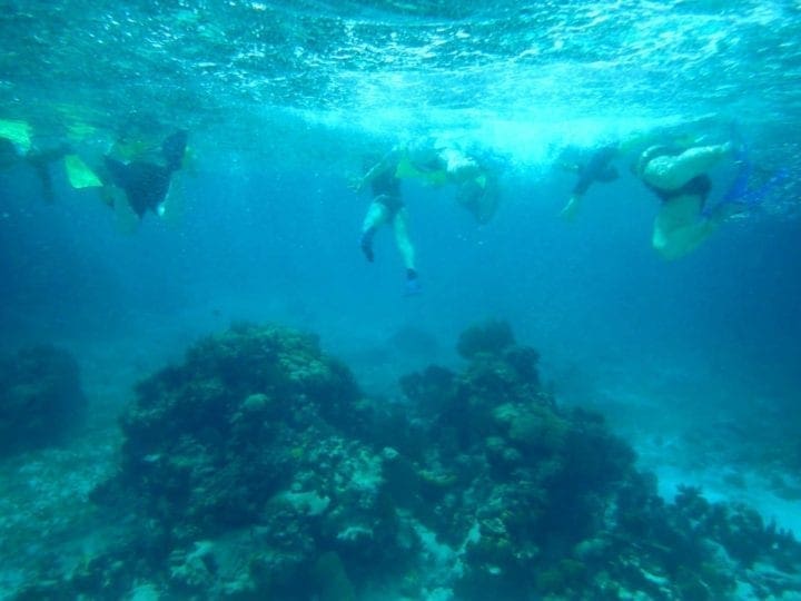 Belize Barrier Coral Reef and Snorkel- view down under belize