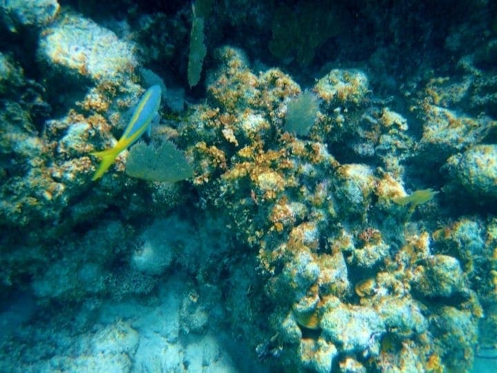 Belize Barrier Coral Reef and Snorkel= healthy coral