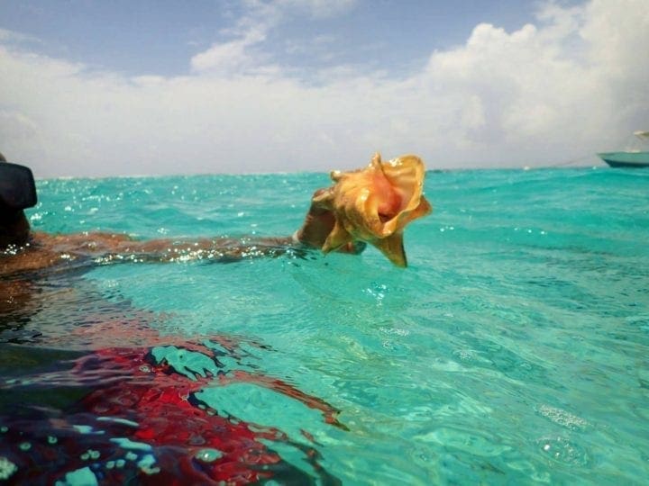 Belize Barrier Coral Reef and Snorkel- conch shell