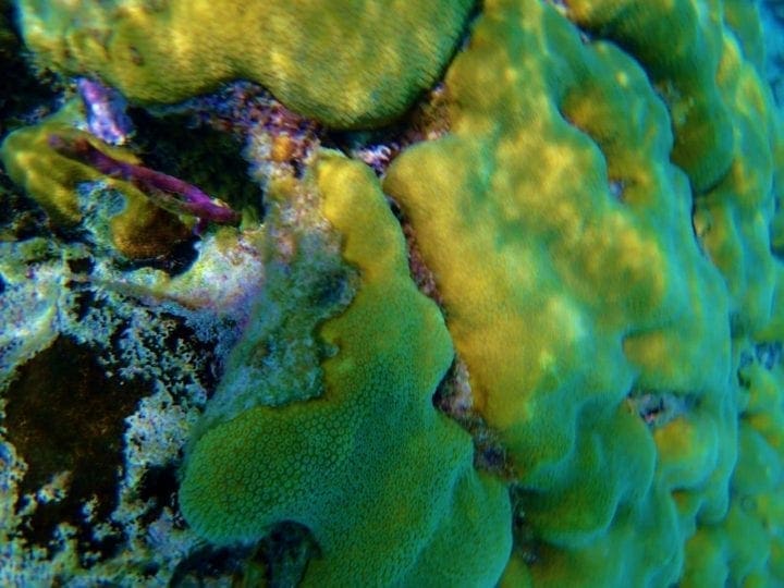 Belize Barrier Coral Reef and Snorkel- purpell fish