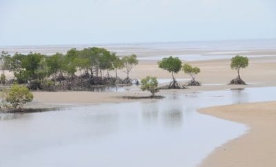 Shoal Port Douglas, Queensland, Australia