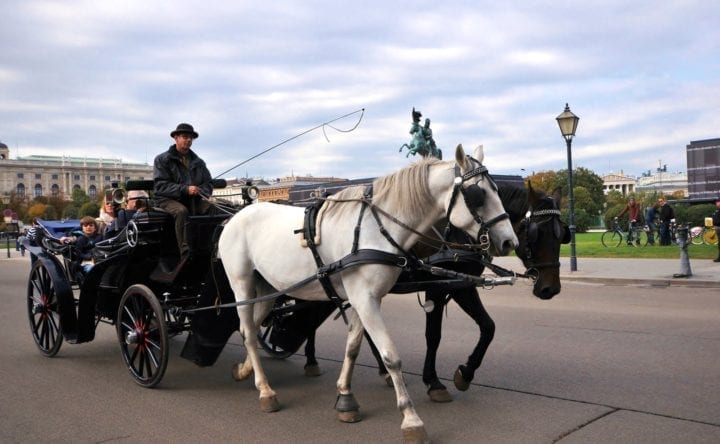 carriage horses vienna