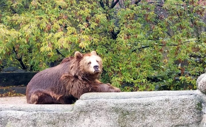 All About the Warsaw Zoo