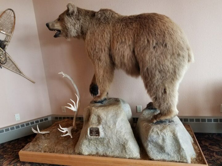 Alaska is a Giant Man Cave - The Outdoors Person' Dream - 10 man cave bear