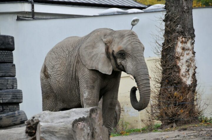 warsaw tours, warsaw jewish ghetto, ugly truth, depressing to see the cages and the animals' condition. Warsaw Zoo