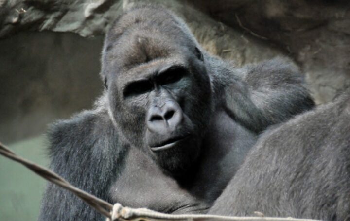 ugly truth, warsaw tours, depressing to see the cages and the animals' condition. Warsaw Zoo