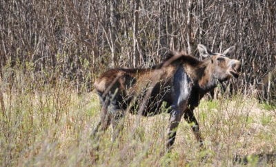 Amazing Wild Alaskan Animals