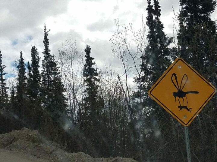 alaska humor big bugs in alaska