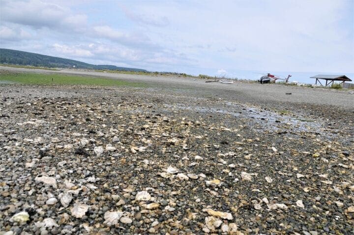 The Perfect Day Trip: Clamming in Hood Canal, WA by Helicopter clam beach and shells