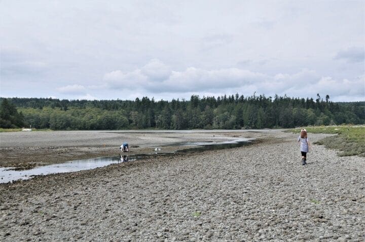 The Perfect Day Trip: Clamming in Hood Canal, WA by Helicopter clamming beach