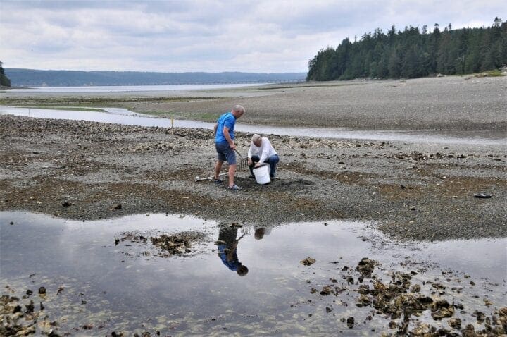 The Perfect Day Trip: Clamming in Hood Canal, WA by Helicopter clam bucket