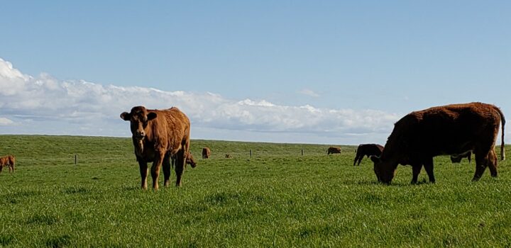 Best Views of The Burren, Aran Islands & Cliffs of Moher, Ireland cows grazew