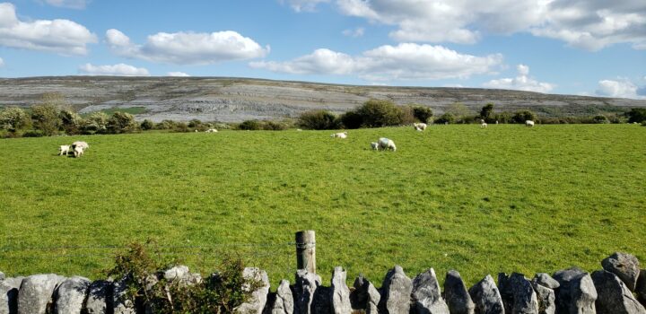 meadow and sheep Burren National Parl