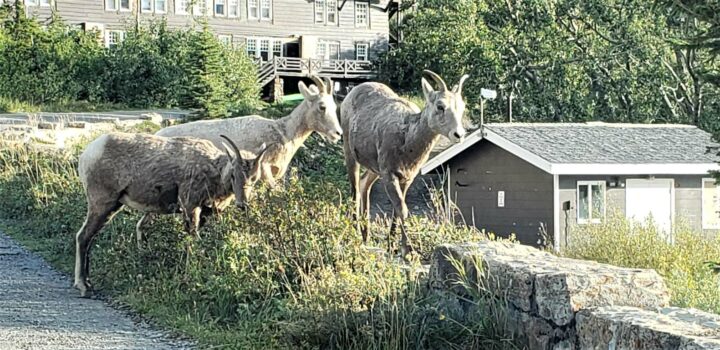 Glacier National Park, Why Visit the Peace Park- big horn sheep