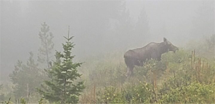 Glacier National Park, Why Visit the Peace Park- moose
