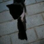 Monkey the cat stalking
