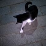 Monkey the cat dancing
