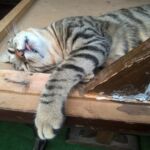 Cat, Istanbul, Turkey,