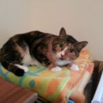 Angie my cat