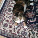 Angie my cat