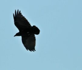 animal, bird, Dead Sea, Israel