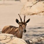 A wild antelope rests among rocky terrain under sunlight.