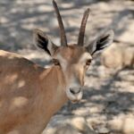A close-up of a young gazelle in rocky terrain.