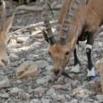 Two wild goats grazing among rocky terrain.