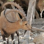 A brown antelope with curled horns standing among rocks and dry vegetation.