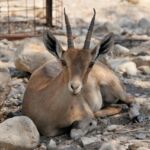 A resting antelope with long, curved horns on rocky ground.