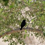 A black bird perched on a leafy tree branch against a light background.