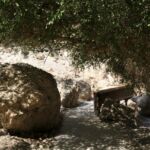 Large boulders under a canopy of trees in a sunny forest area.