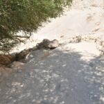 A shaded rocky path with a tree and stone borders.