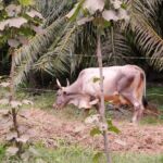 animals, beaches, Costa Rica