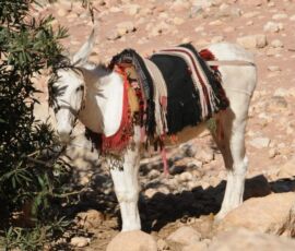Petra taxi