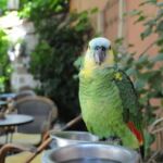 Animal, Street, Rhodes, Greece,