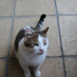 A white and brown cat sitting on a tiled floor looking up.