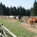 Horses grazing peacefully in a fenced pasture with trees in the background.