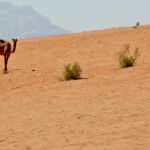 wild camels