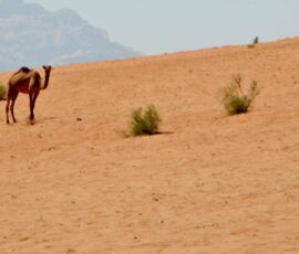 wild camels