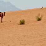 wild camels