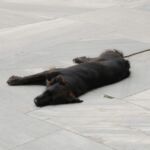 Black cat lying stretched on a concrete surface.