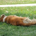 A dog lying down on grass in a relaxed pose.