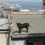 A black dog standing on a rooftop near the ocean.