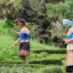 Vietnamese Sa Pa Local women
