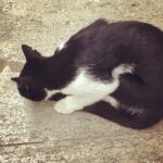 A black and white cat curled up sleeping on a rough surface.