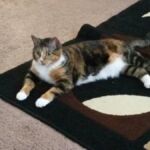 Angie my cat