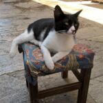 A black and white cat sitting on a small wooden stool outdoors.